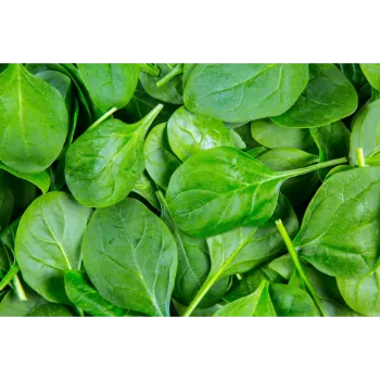 Spinach (41)-7164676-94594.webp